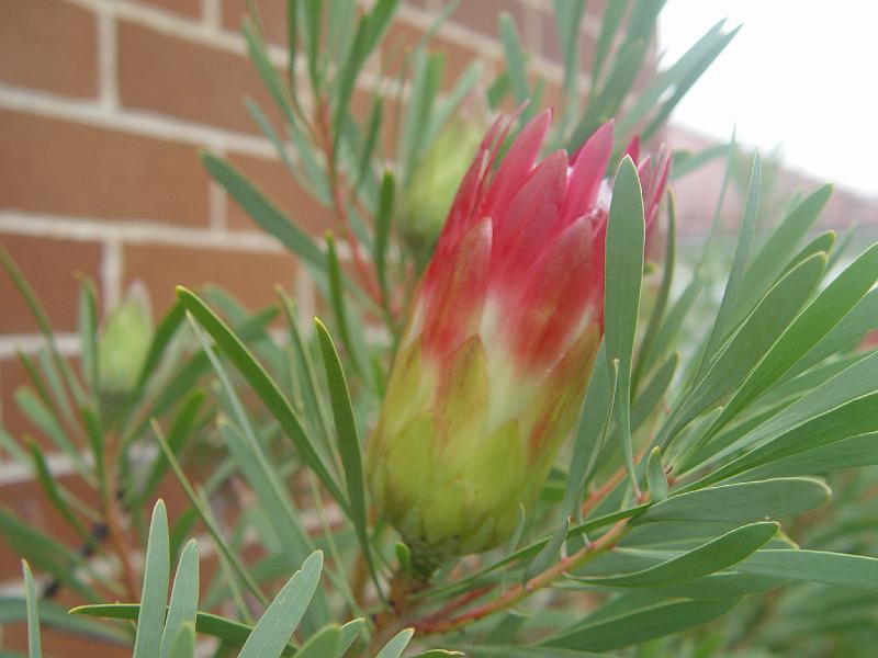 protea-b 001.jpg